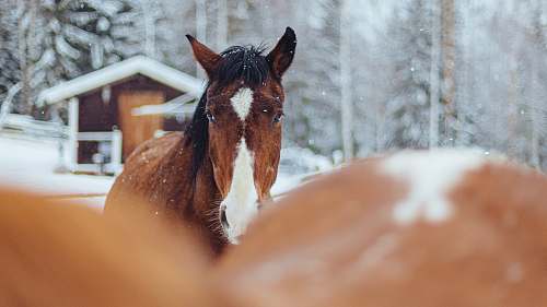 animal selective focus photography of brown-and-white horses during snow mammal