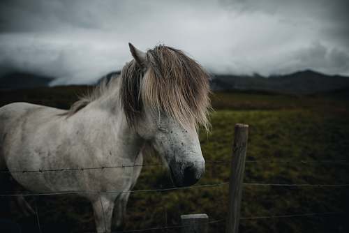 animal white horse near fence mammal