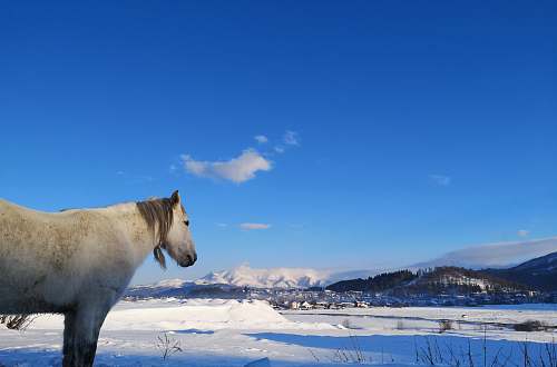 animal white horse standing on snow covered ground mammal
