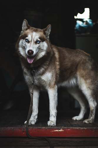 dog adult Siberian husky pet