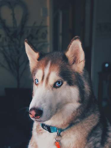dog black and white Husky canine