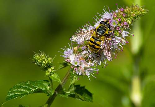 invertebrate focus photography of yellow bee apidae