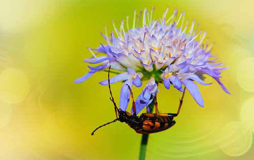 wasp purple flowers andrena