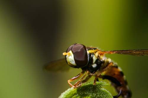 insect black and brown dragonfly wasp