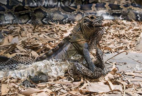 animal brown and gray iguana reptile