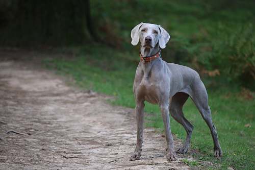 dog adult grey dog on dirt road pet