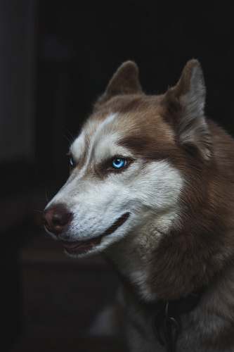 dog brown and white Siberian husky close-up photo husky