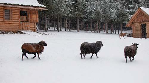 sheep brown goats on snow animal