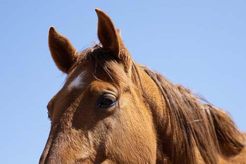 animal brown horse during day horse