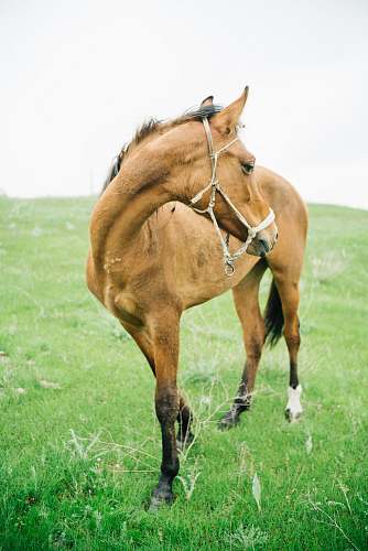 animal brown horse on field horse