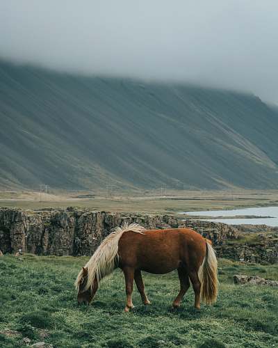 animal horse eating grass during day horse