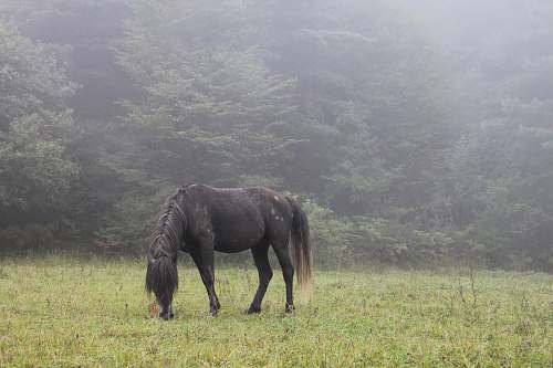 animal horse eating grasses horse