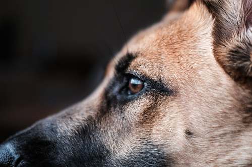 pet tan dog canine
