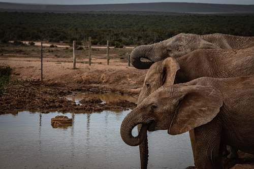 elephant three elephants near body of water wildlife