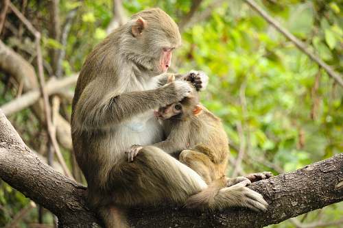 animal two brown and white monkeys on top of tree branch during daytime monkey