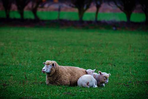 sheep two sheeps on grass animal