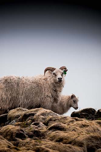 animal two white rams on rocks sheep