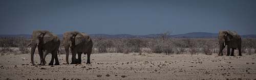 animal walking elephants on desert elephant