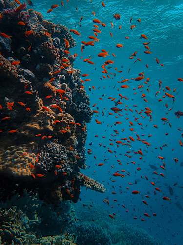ocean school of orange fish outdoors
