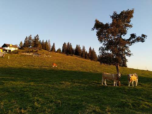 field two cattle beside tree grassland