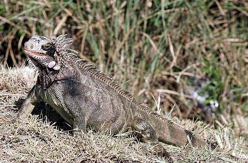 lizard brown iguana iguana