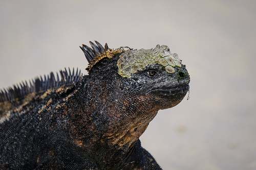 iguana close-up photography of iguana lizard