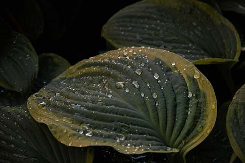leaf green leaf with water dews plant