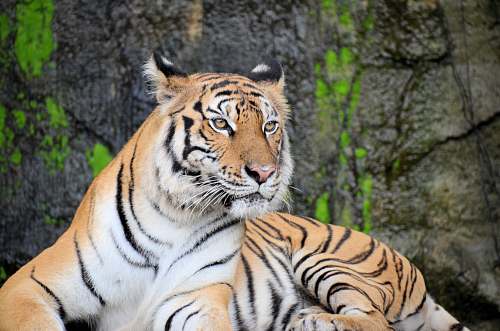 animal white and black tiger lying on gray rock in closeup photography mammal