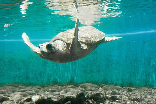 reptile gray turtle underwater sea life