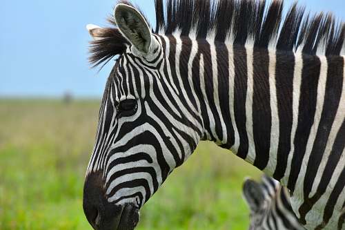 mammal portrait of zebra zebra