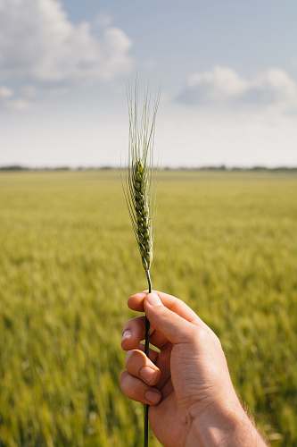  person holding green plant 