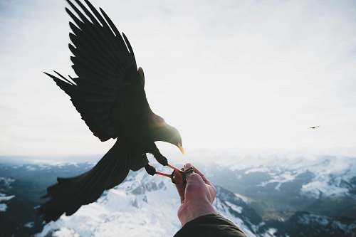 bird black bird on person left hand animal wallpapers