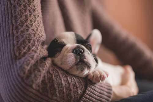 pet selective focus photography of puppy on sweater dog
