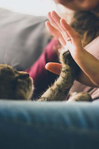 cat tabby cat touching person's palm pet