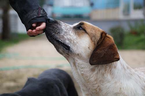 dog white and brown short coated dog smelling person's hand canine