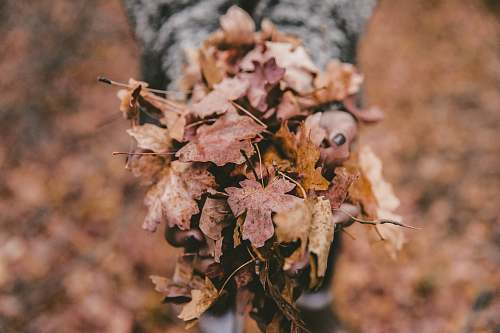 leaves shallow focus photography of dried leaves fall