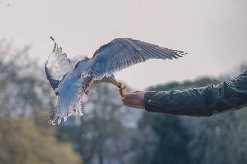 seagull bird perching on person's hand feeding
