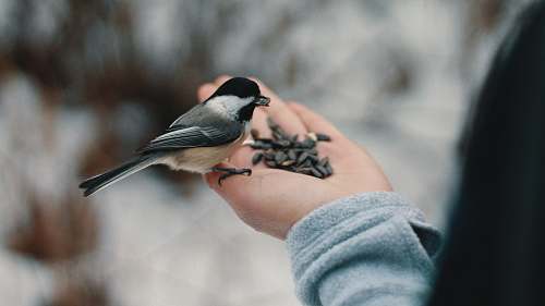 winter bird perching on person's right hand while eating nuts feed
