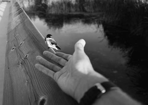 animal  bird