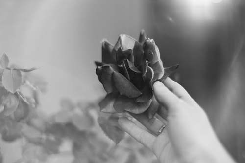 flower grayscale photo of flower rose