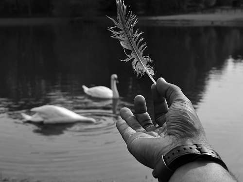 water grayscale photography of person holding feather animal