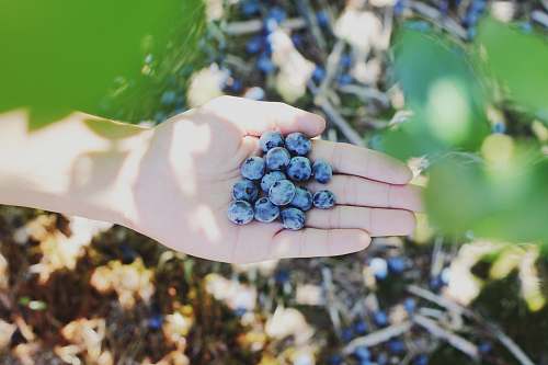 fruit blueberries on person's palm blueberries