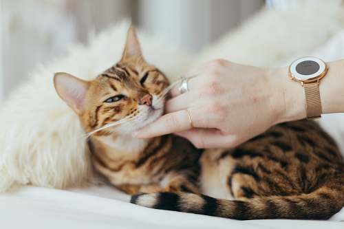 animal person holding brown cat on white textile pet