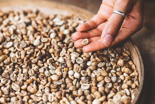 bean person holding brown seed vegetable