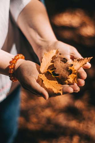 person brown leaves human