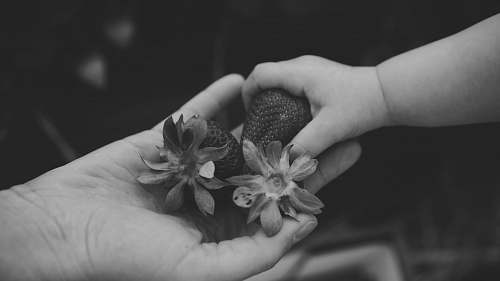 black-and-white grayscale photo of person holding strawberries grey
