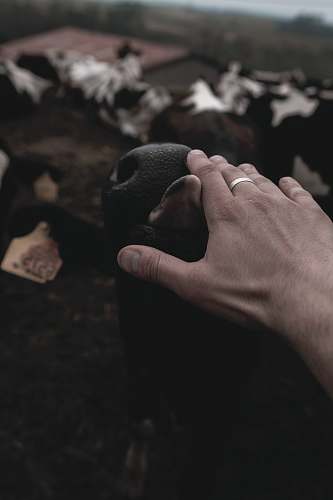animal left human hand bird