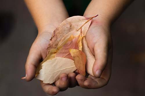 human person holding brown leaf lot person