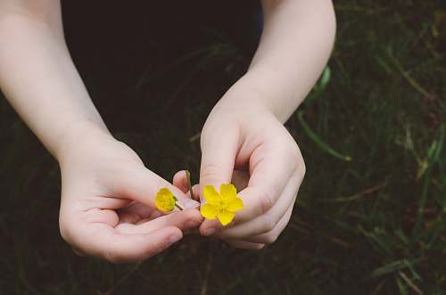 human person holding yellow flowers person