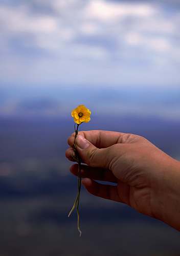 person person holding yellow petaled flower human